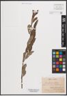 Foto von Salix aurita L. x Salix cinerea L. x Salix repens L.